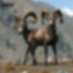 Bighorn sheep grazing in the arid landscape of Black Mountain