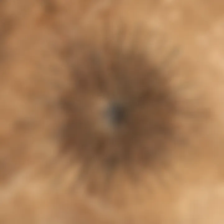 Panoramic view of Nevada desert landscape with wind patterns visible in the distance