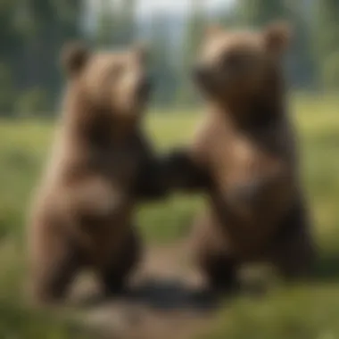 Brown Bear Cubs Joyfully Playing in Lush Meadow Playful Brown Bear Cubs Frolicking in Meadow