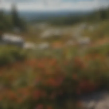 Wildflowers Blooming in Dolly Sods